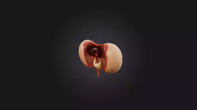 Infected Bladder Low-poly 3D model