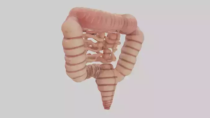 Human Small Intestine