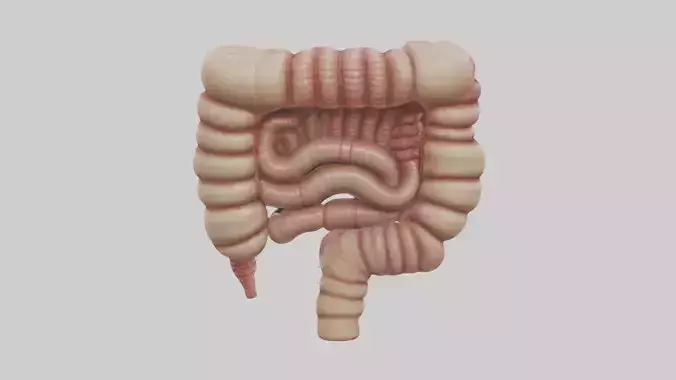 Human Large Intestine