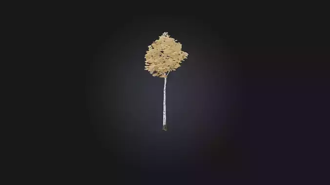 Birch Tree Model Low-poly 3D model