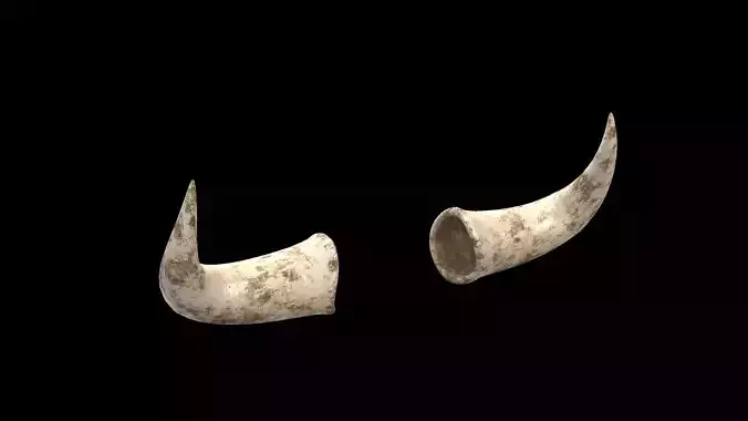 cow horns 02