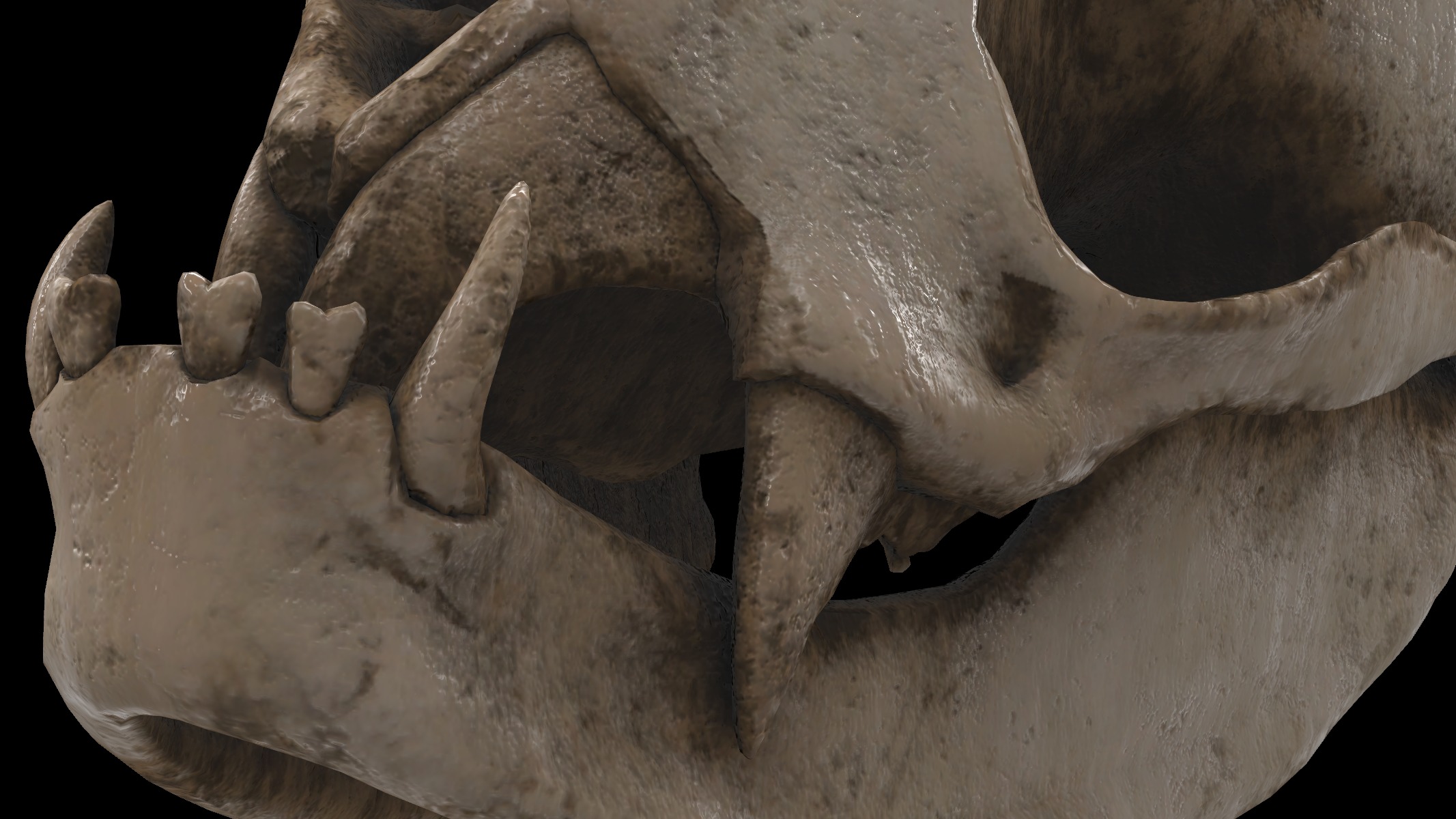 vampire bat skull 3D model_5
