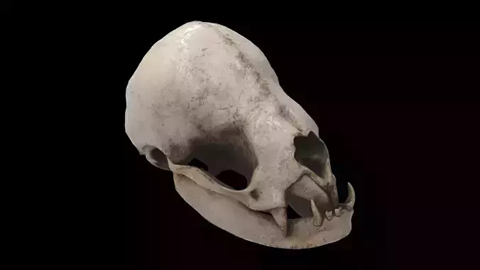 vampire bat skull