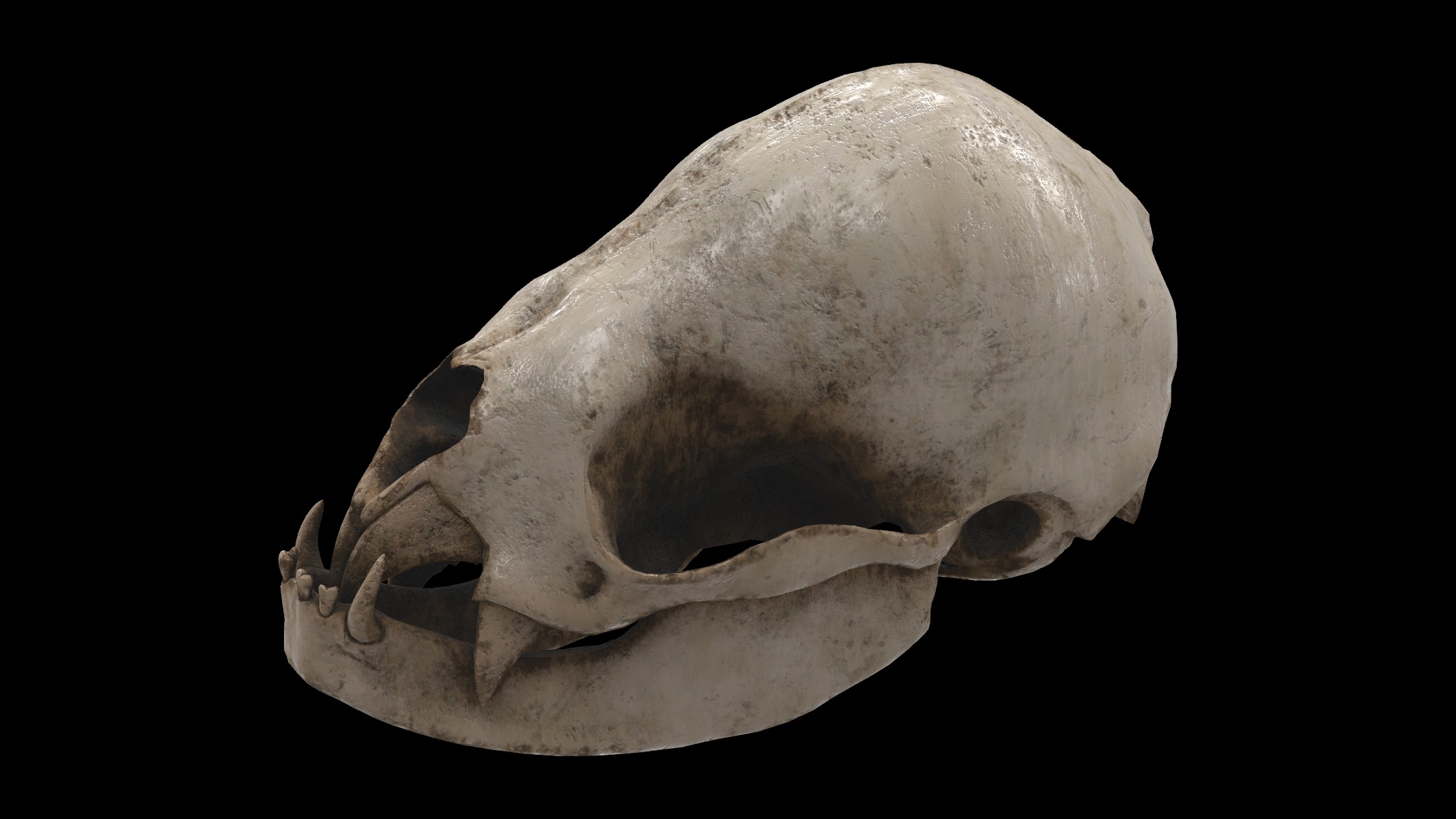 vampire bat skull 3D model_2