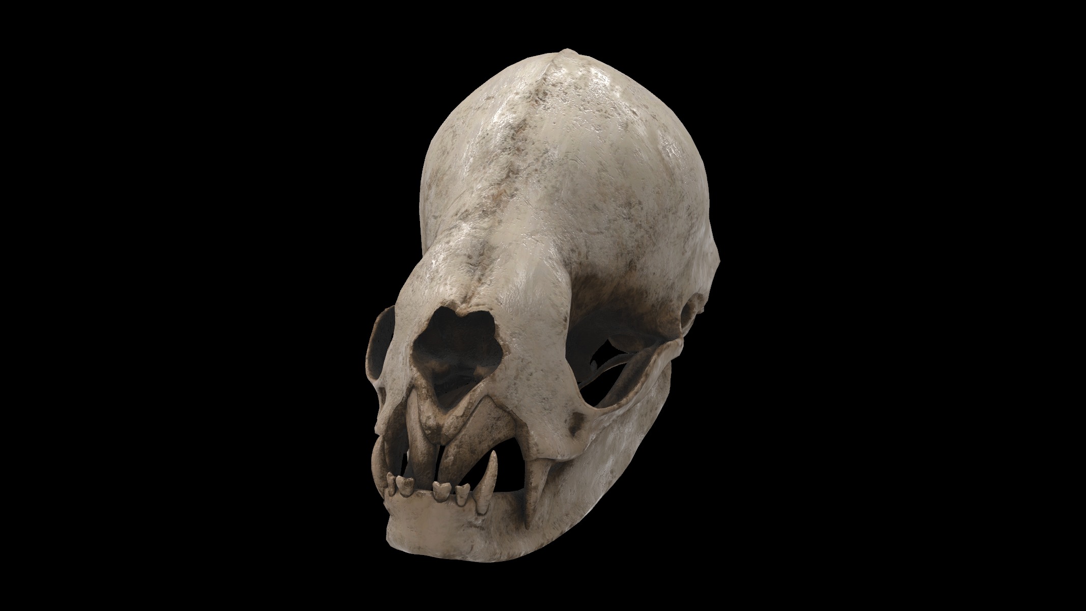 vampire bat skull 3D model_1
