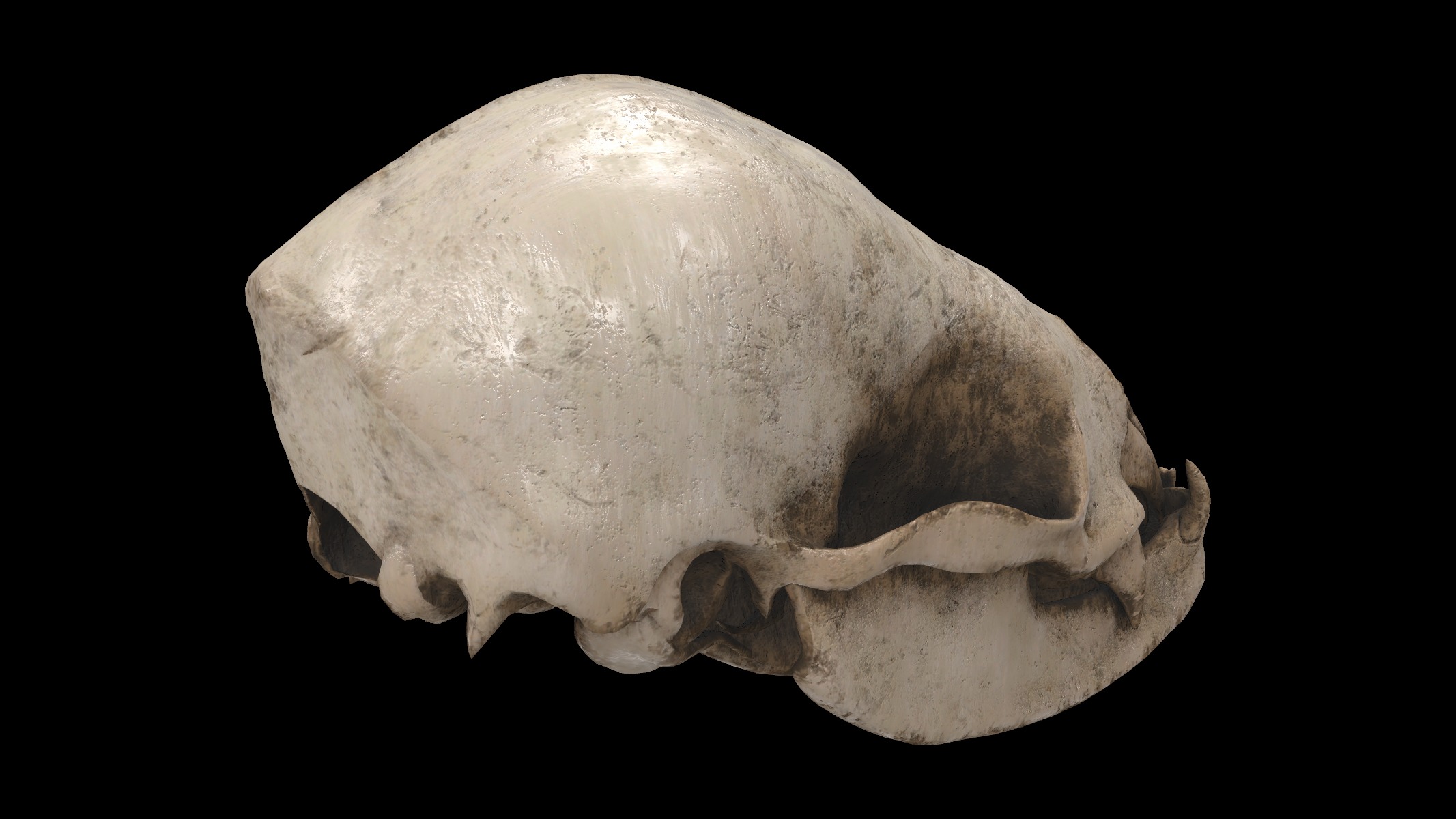 vampire bat skull 3D model_4
