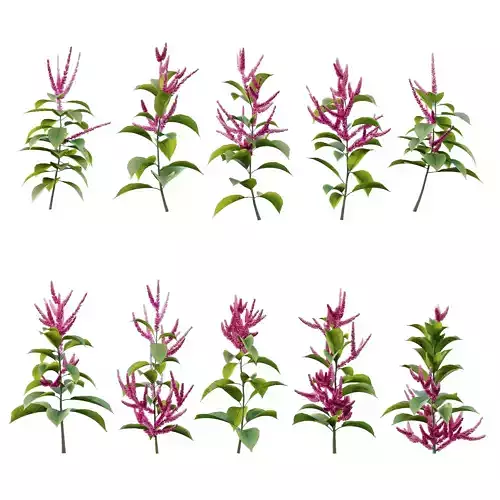 Set of Plant Princes Feather01 Amaranthus hypochondriacus