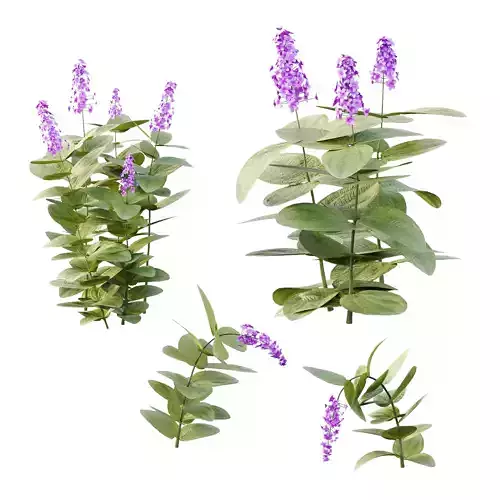 Tibouchina Semidecandra Grass 01