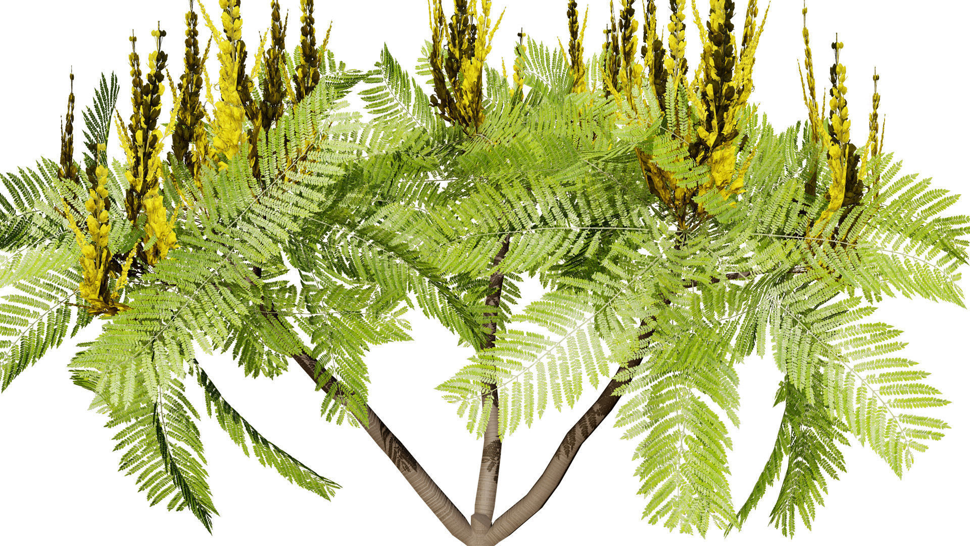Brazilian Firetree 3D Model Low-poly 3D model_3