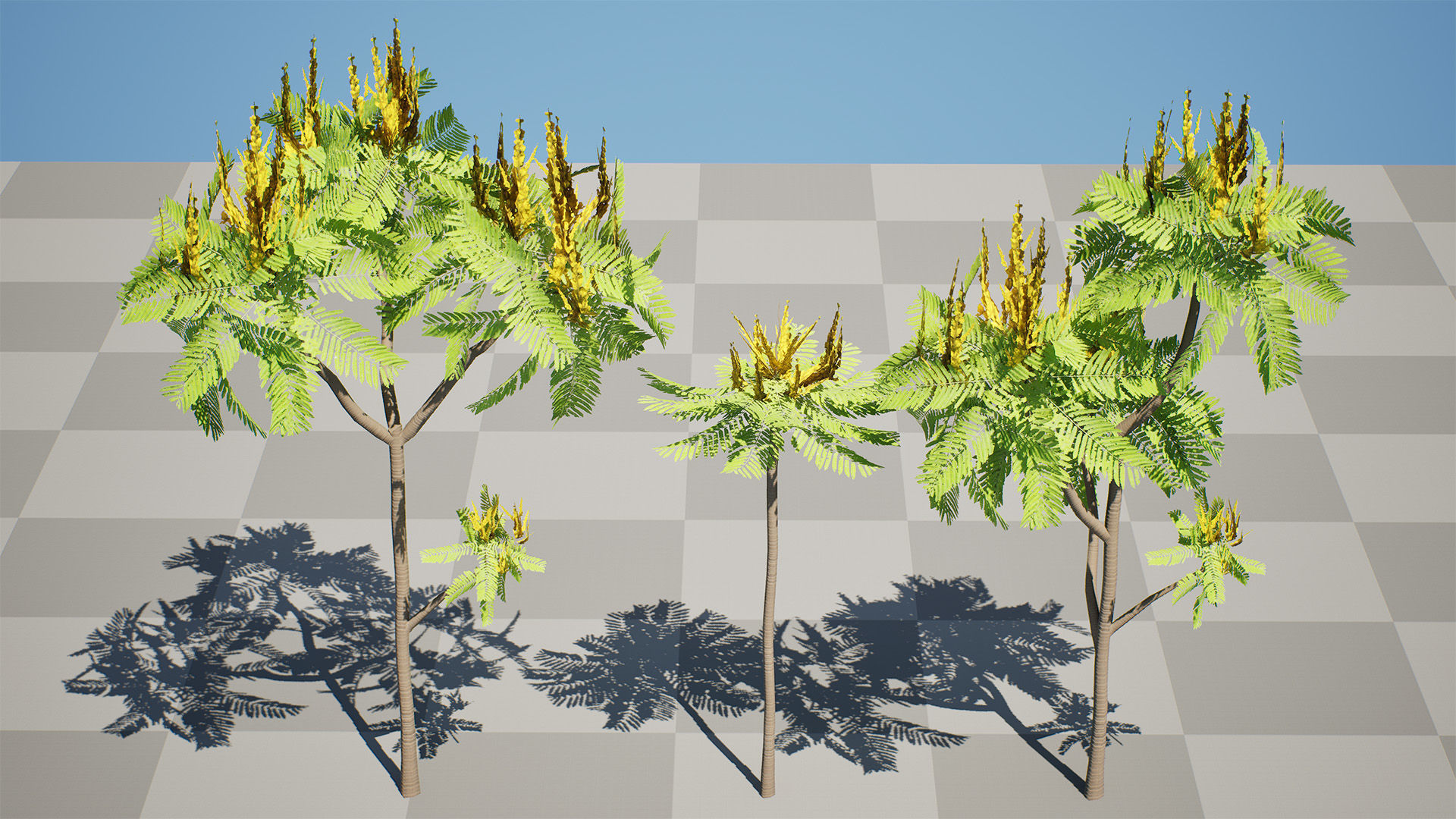 Brazilian Firetree 3D Model Low-poly 3D model_7