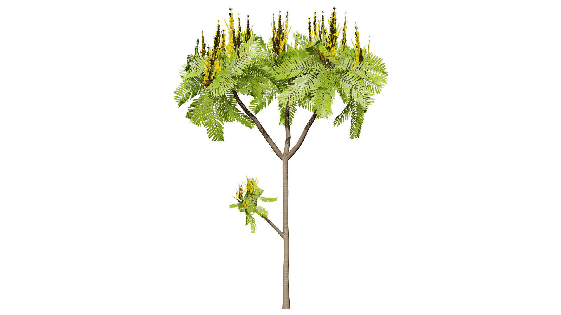 Brazilian Firetree 3D Model Low-poly 3D model_6