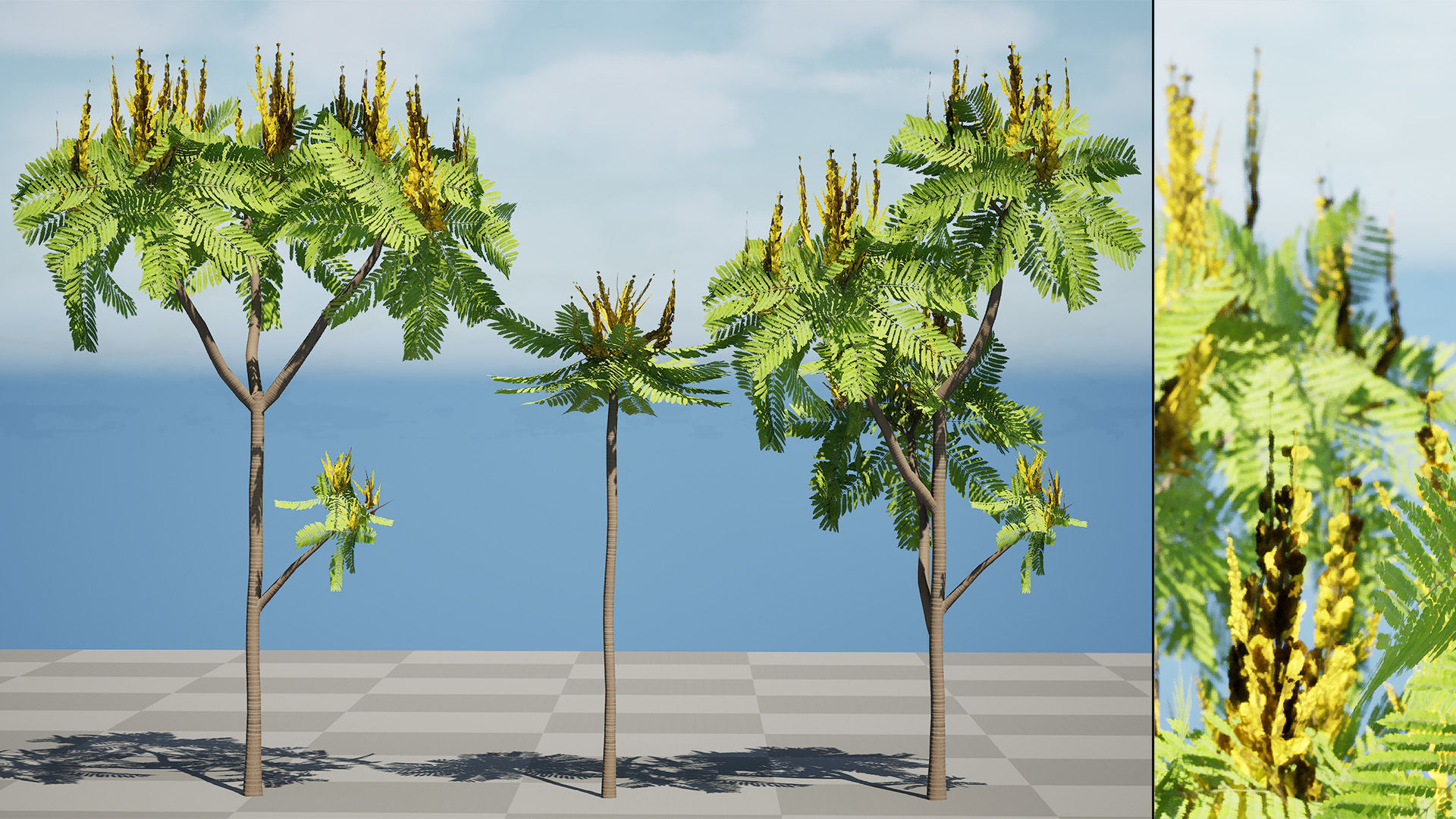Brazilian Firetree 3D Model Low-poly 3D model_2
