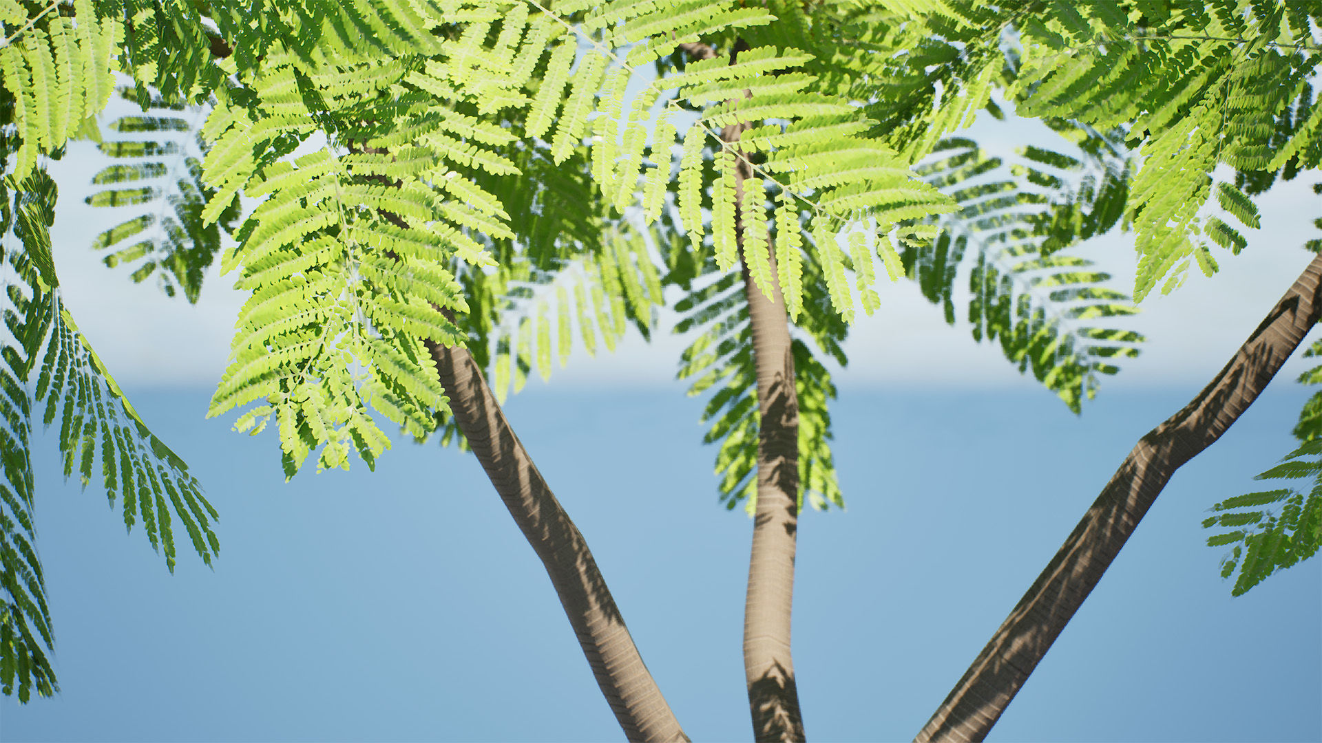 Brazilian Firetree 3D Model Low-poly 3D model_11
