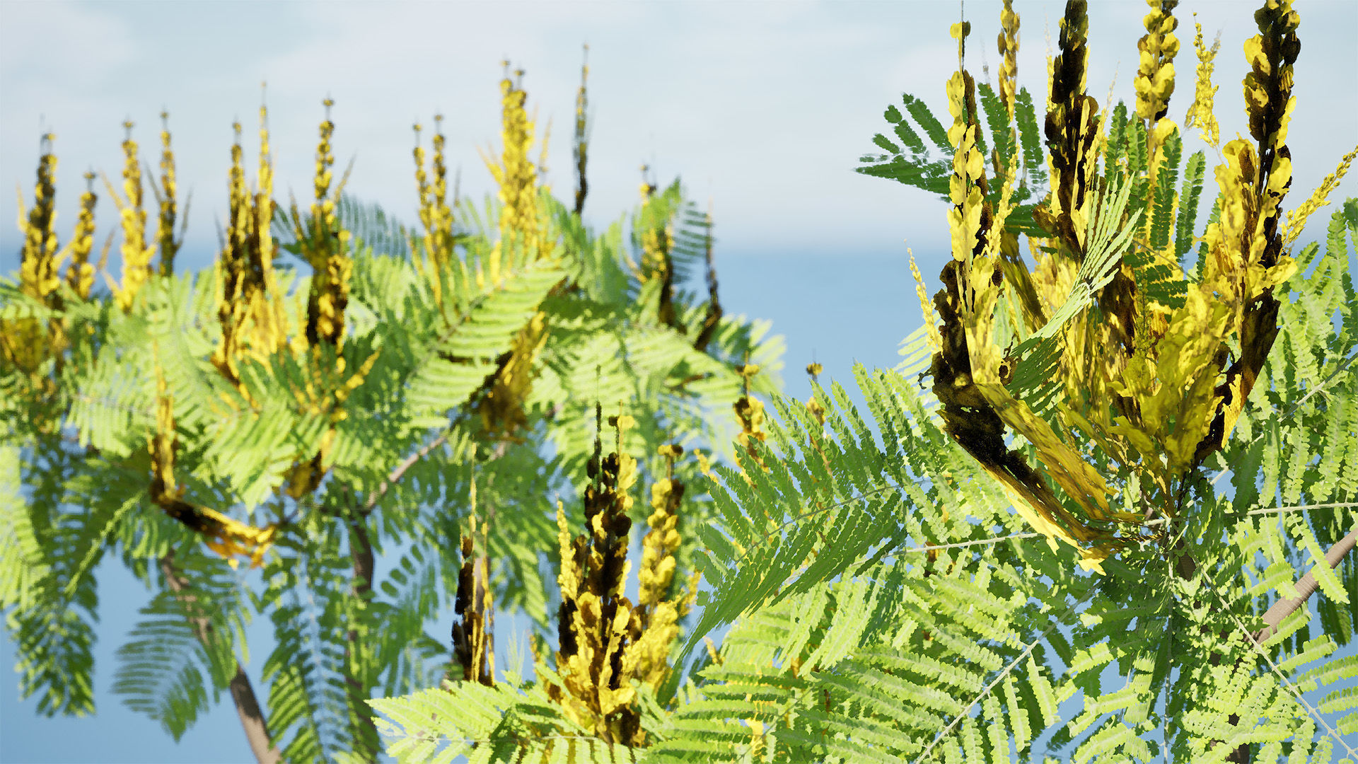 Brazilian Firetree 3D Model Low-poly 3D model_8