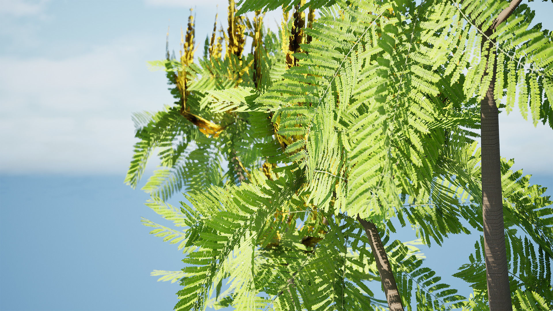 Brazilian Firetree 3D Model Low-poly 3D model_9