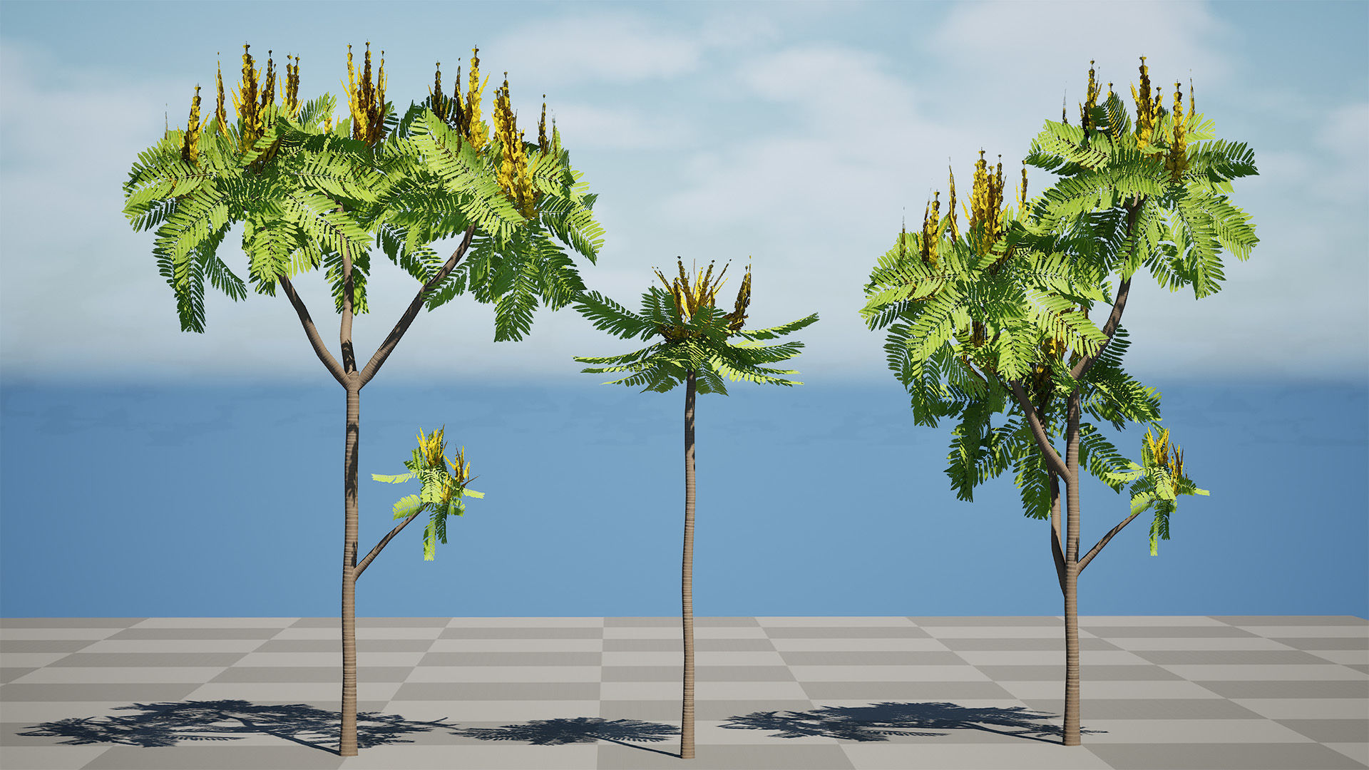 Brazilian Firetree 3D Model Low-poly 3D model_10
