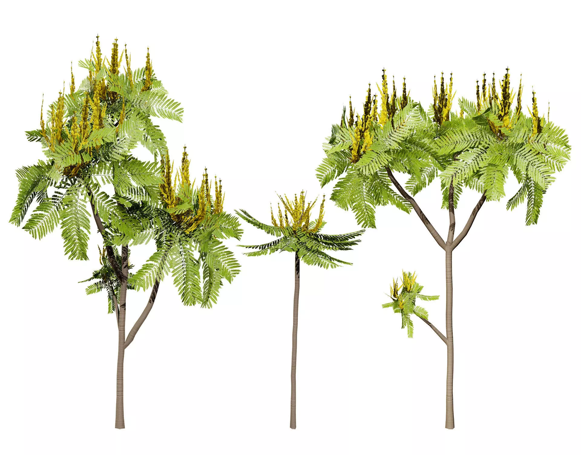 Brazilian Firetree 3D Model Low-poly 3D model_0