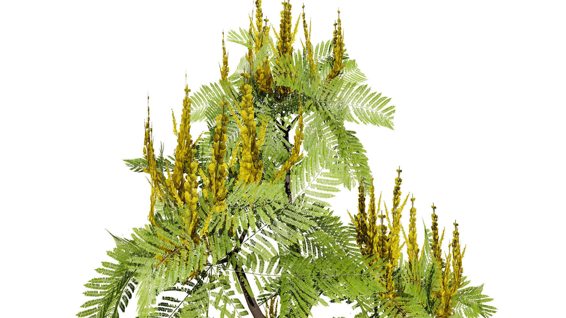 Brazilian Firetree 3D Model Low-poly 3D model_4