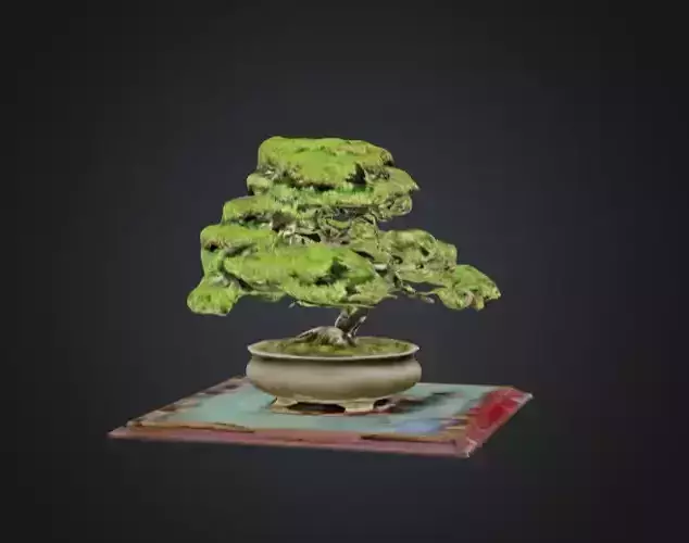 3D Model of a Bonsai Tree in a Pot