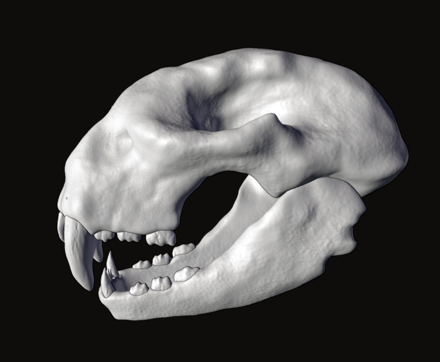 Animal skull 3D model_3