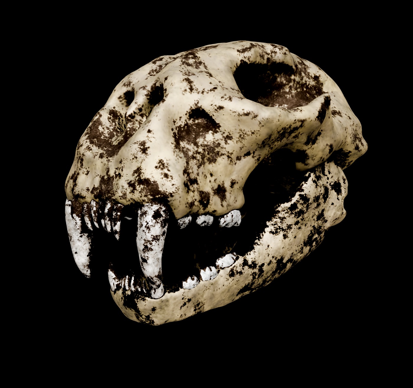 Animal skull 3D model_18