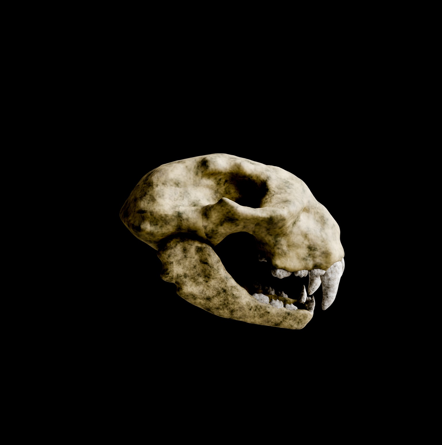 Animal skull 3D model_8