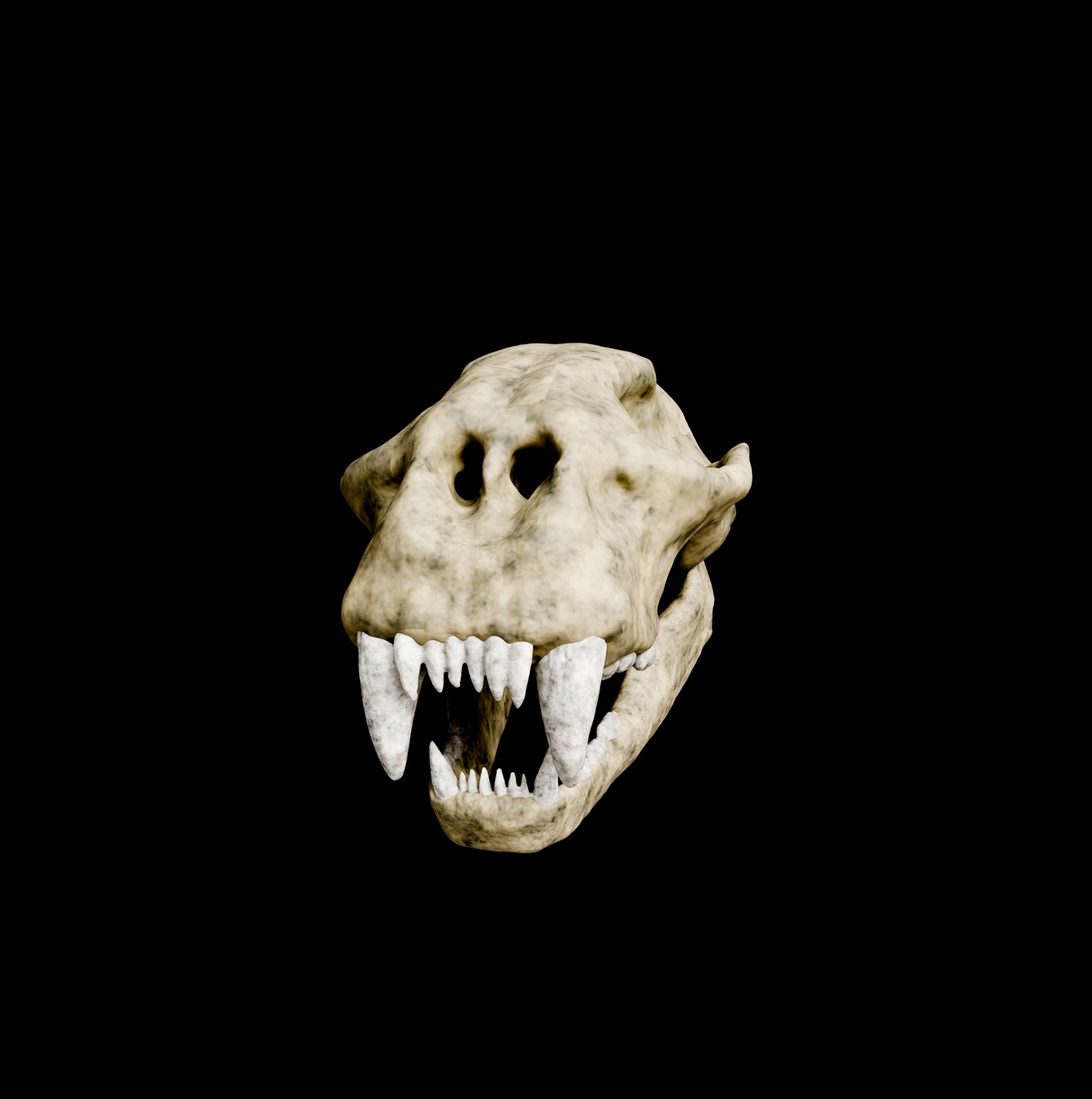 Animal skull 3D model_13