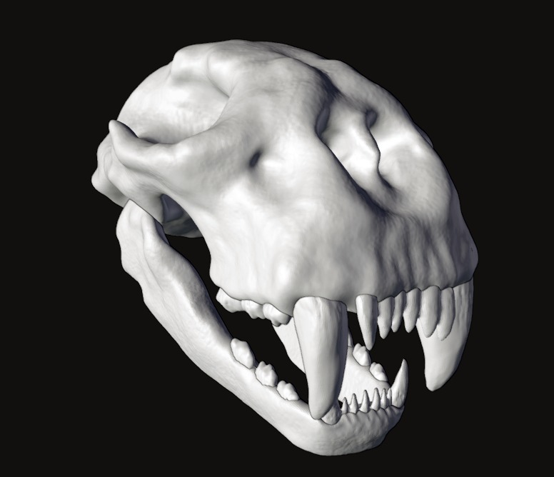 Animal skull 3D model_1