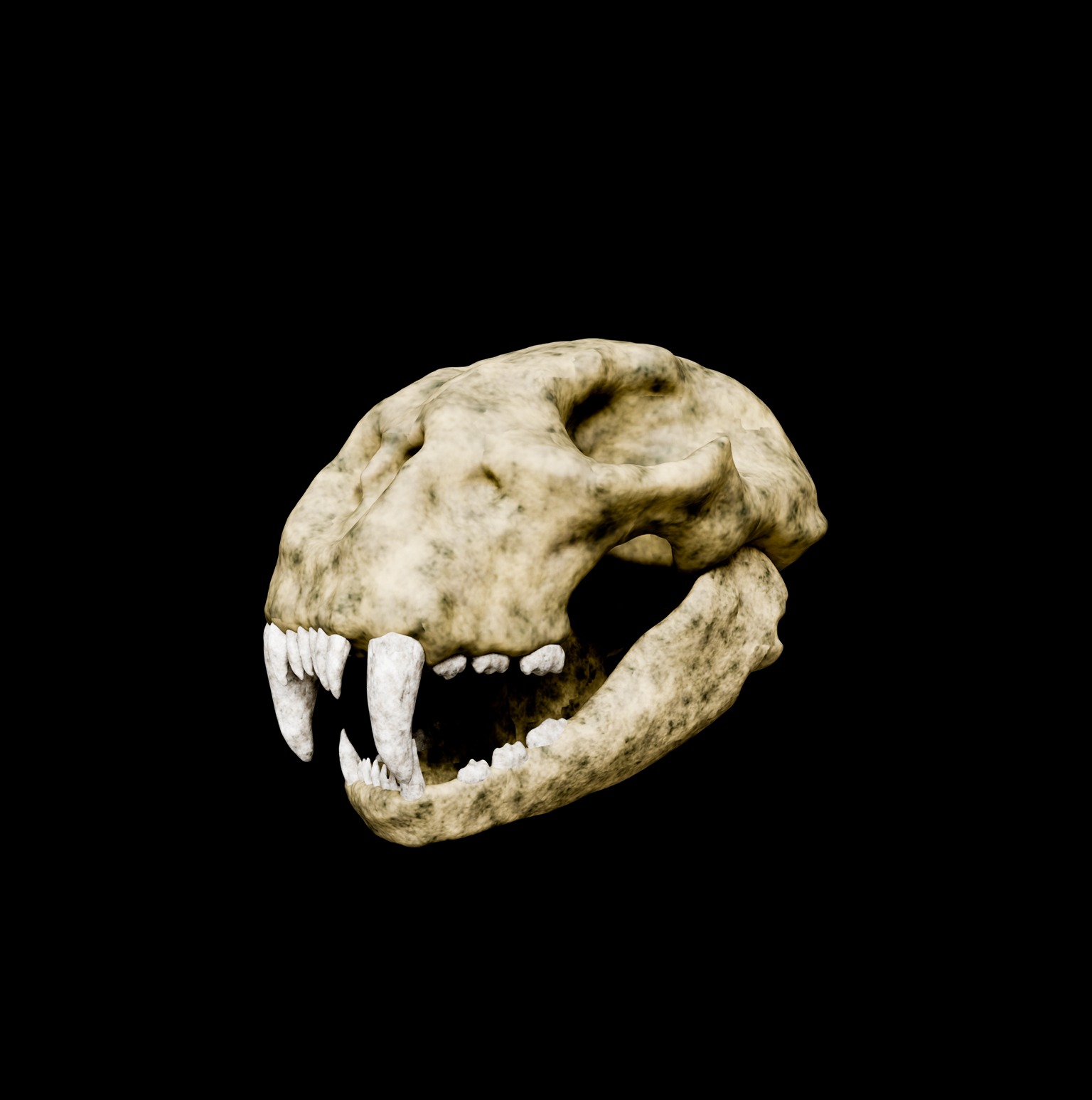 Animal skull 3D model_10