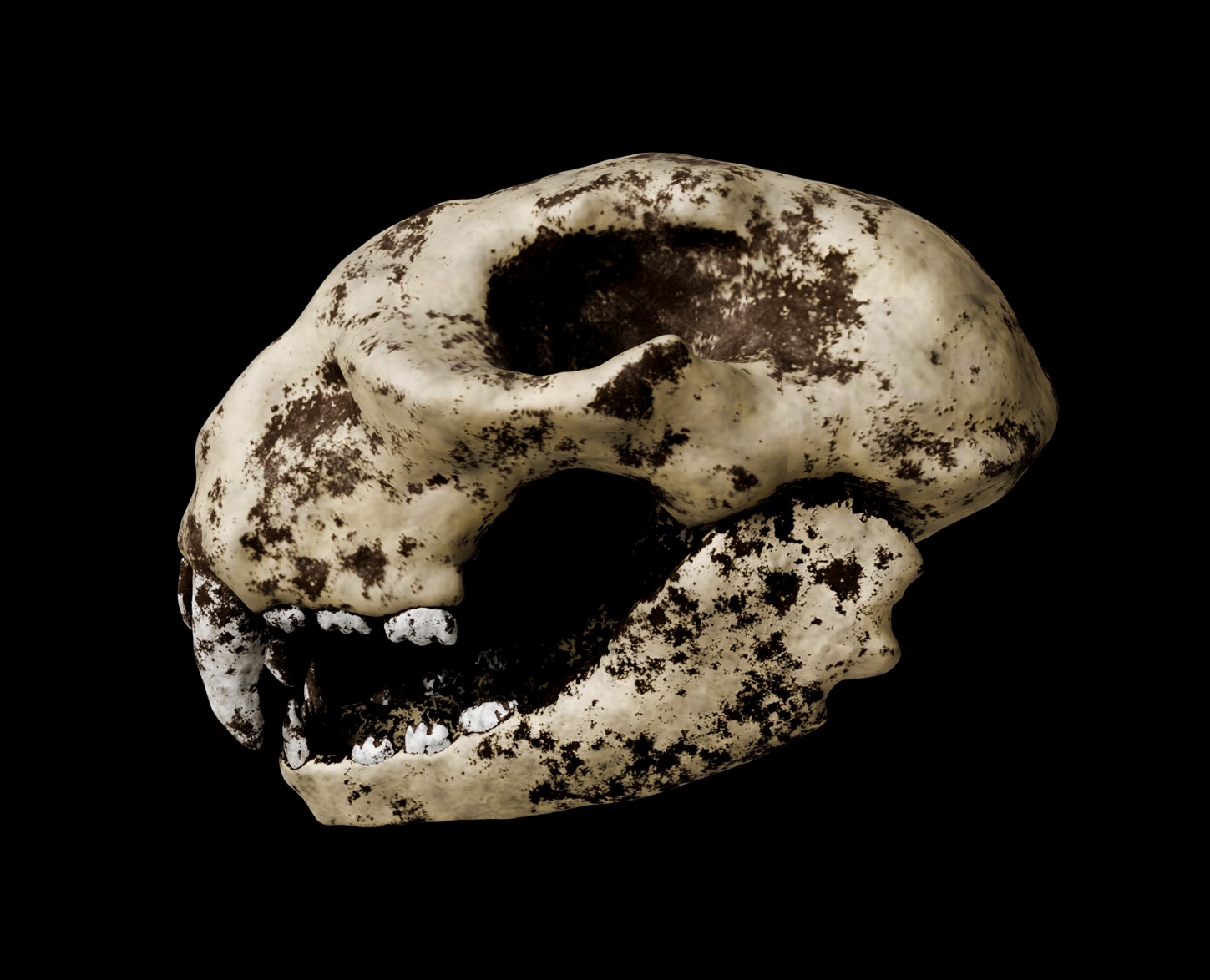 Animal skull 3D model_15