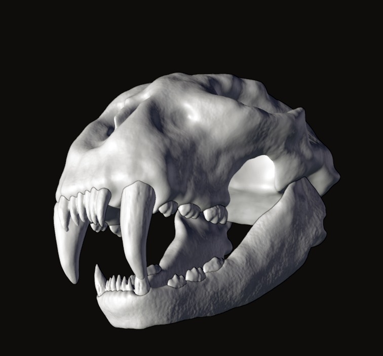 Animal skull 3D model_2