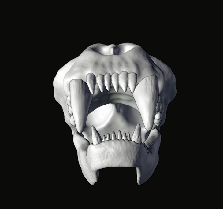 Animal skull 3D model_7