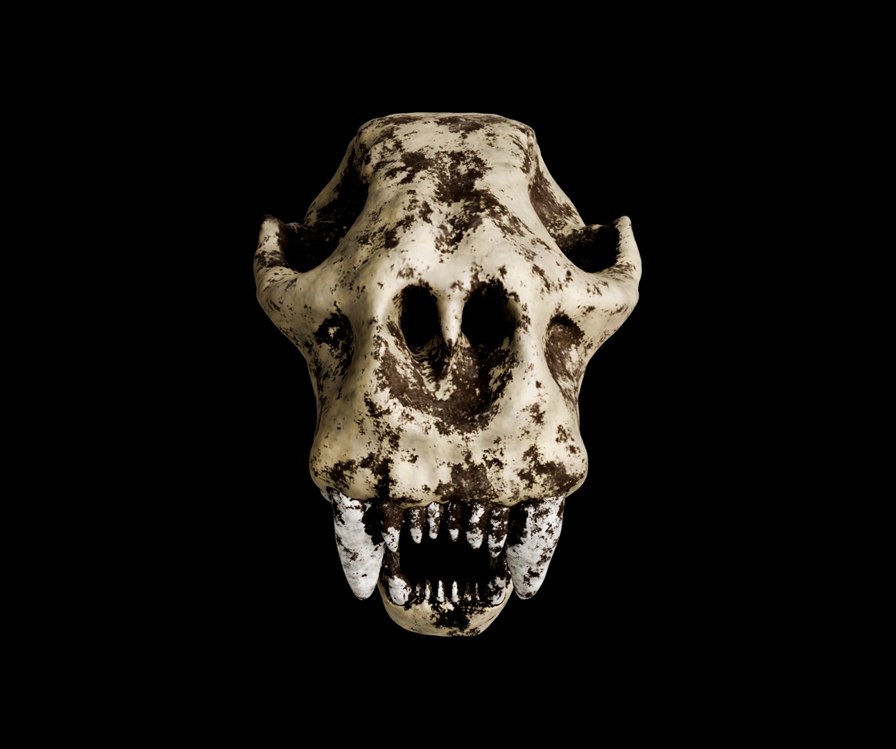 Animal skull 3D model_17