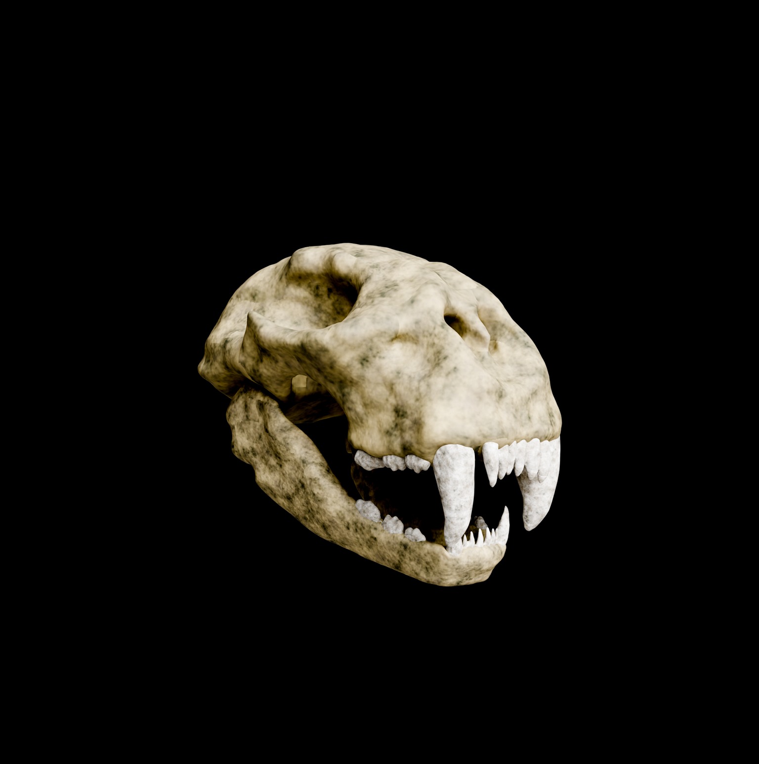 Animal skull 3D model_12