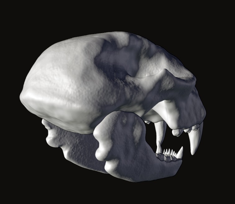 Animal skull 3D model_5
