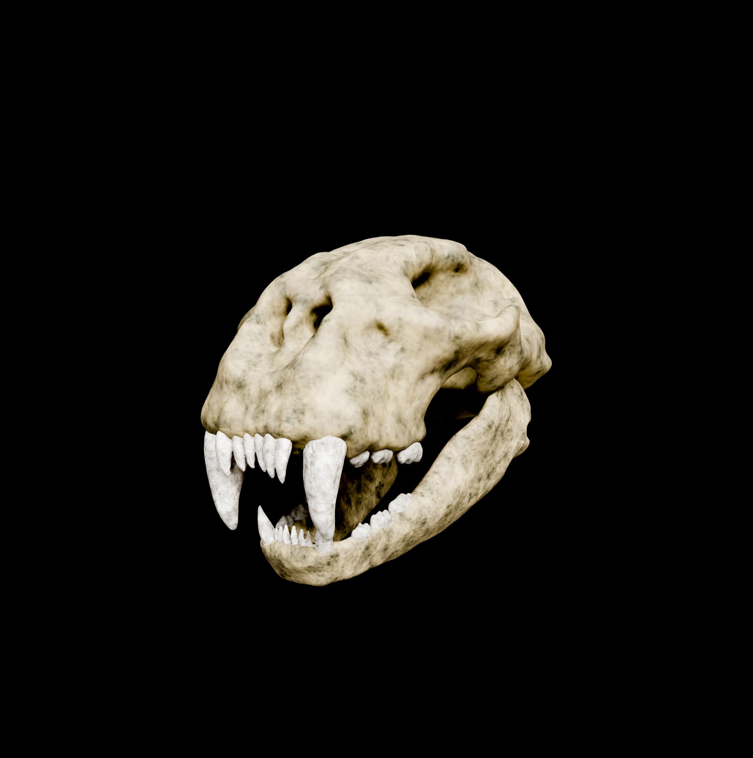 Animal skull 3D model_11