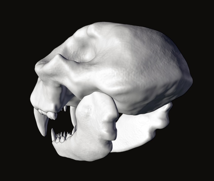 Animal skull 3D model_6