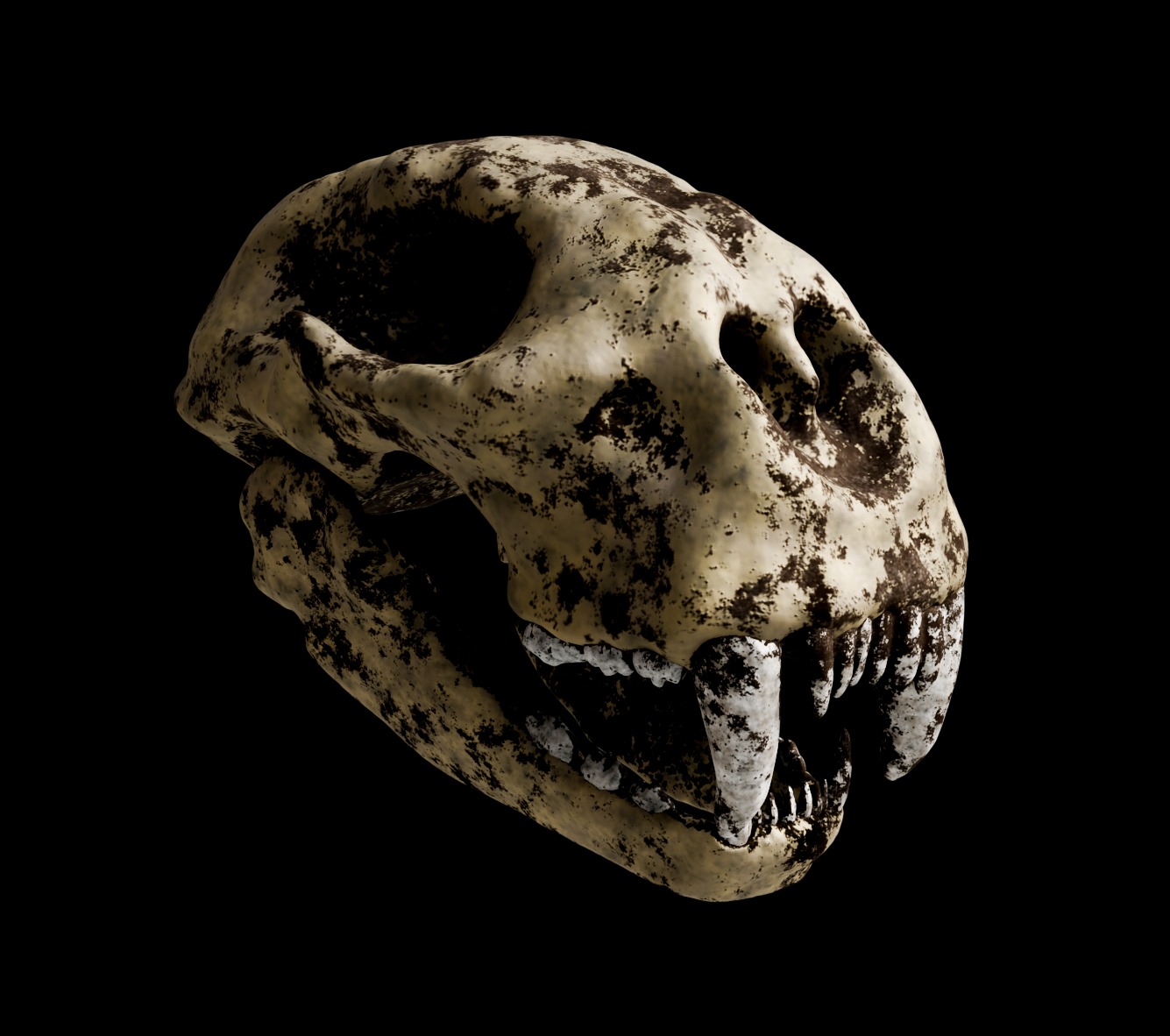 Animal skull 3D model_20