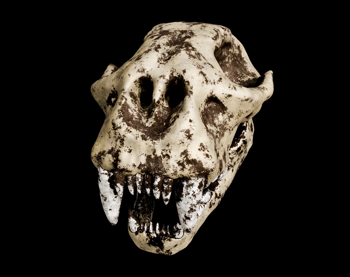 Animal skull 3D model_19