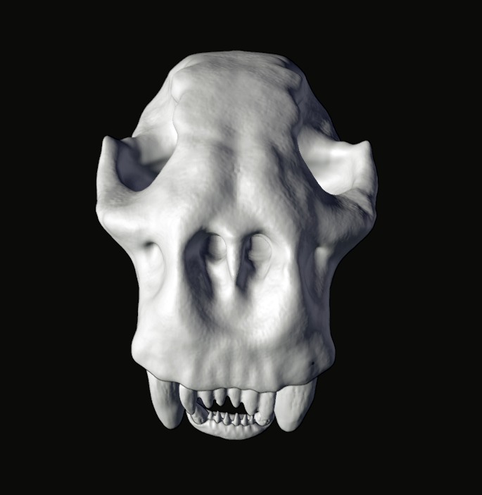 Animal skull 3D model_4