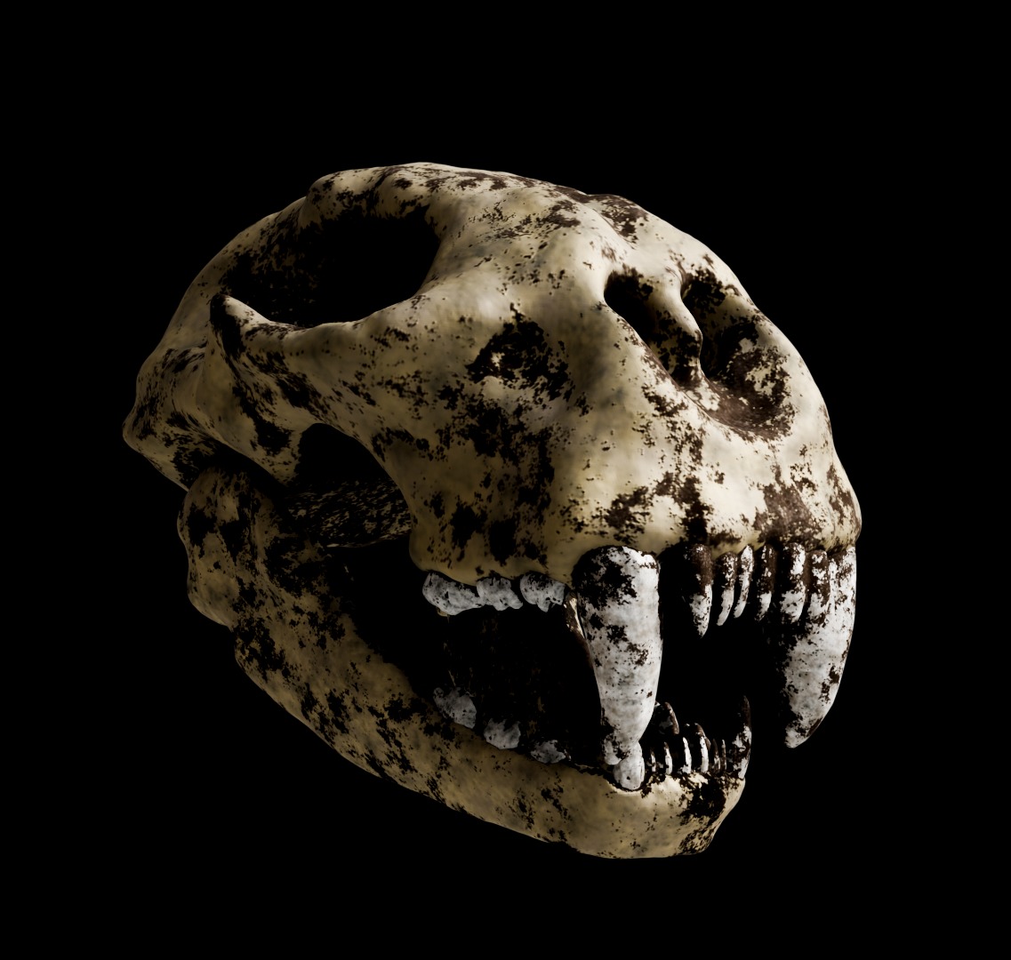 Animal skull 3D model_21