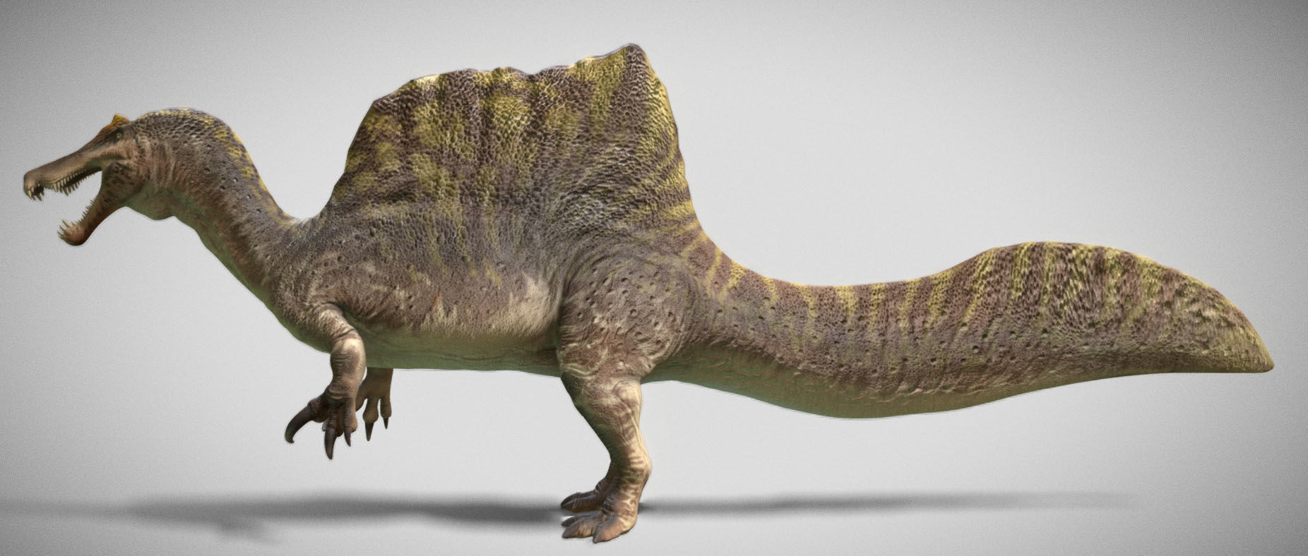 Spinosaurus 2023 Low-poly 3D model_8