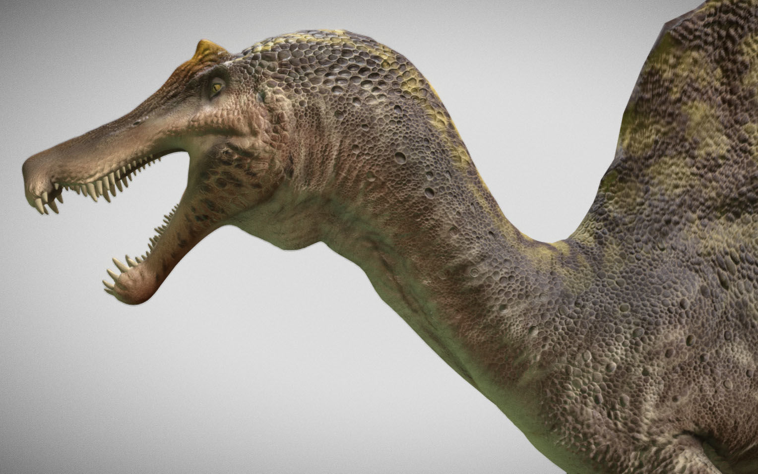 Spinosaurus 2023 Low-poly 3D model_9