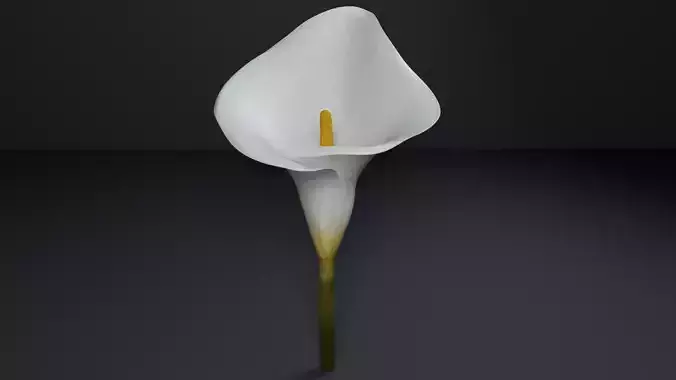 Calla Lily White Flower 3D model