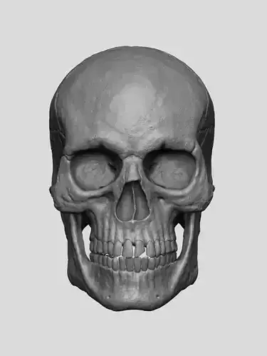 High-Detail Human Skull 