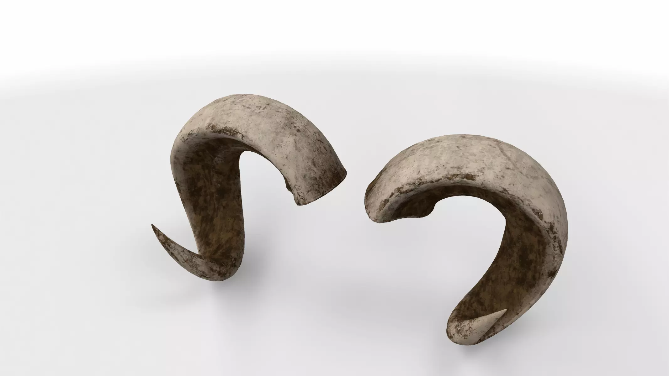 rolled horns 3D model_0