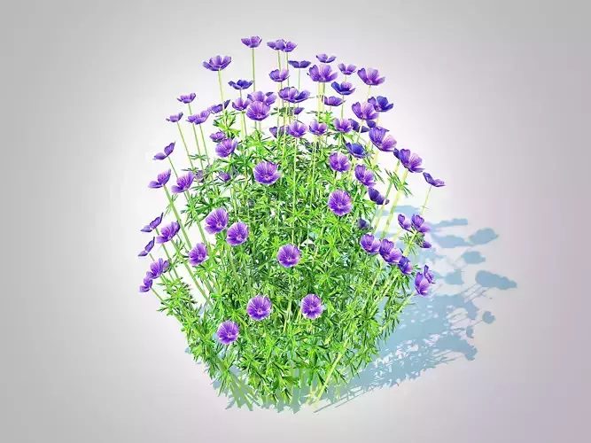 Plant  Geranium - Orion Cranesbill  Low-poly 3D model
