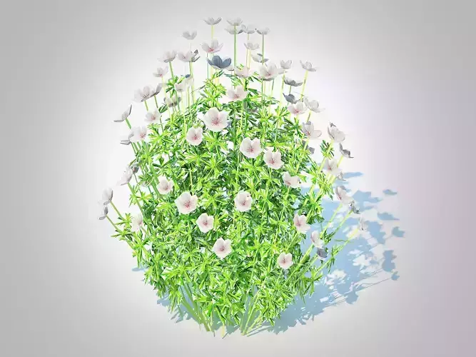 Plant  Geranium - white cranesbill 