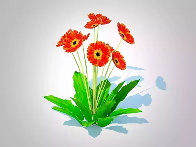 Plant  Gerbera - Gerbera Daisy  Orange Flower