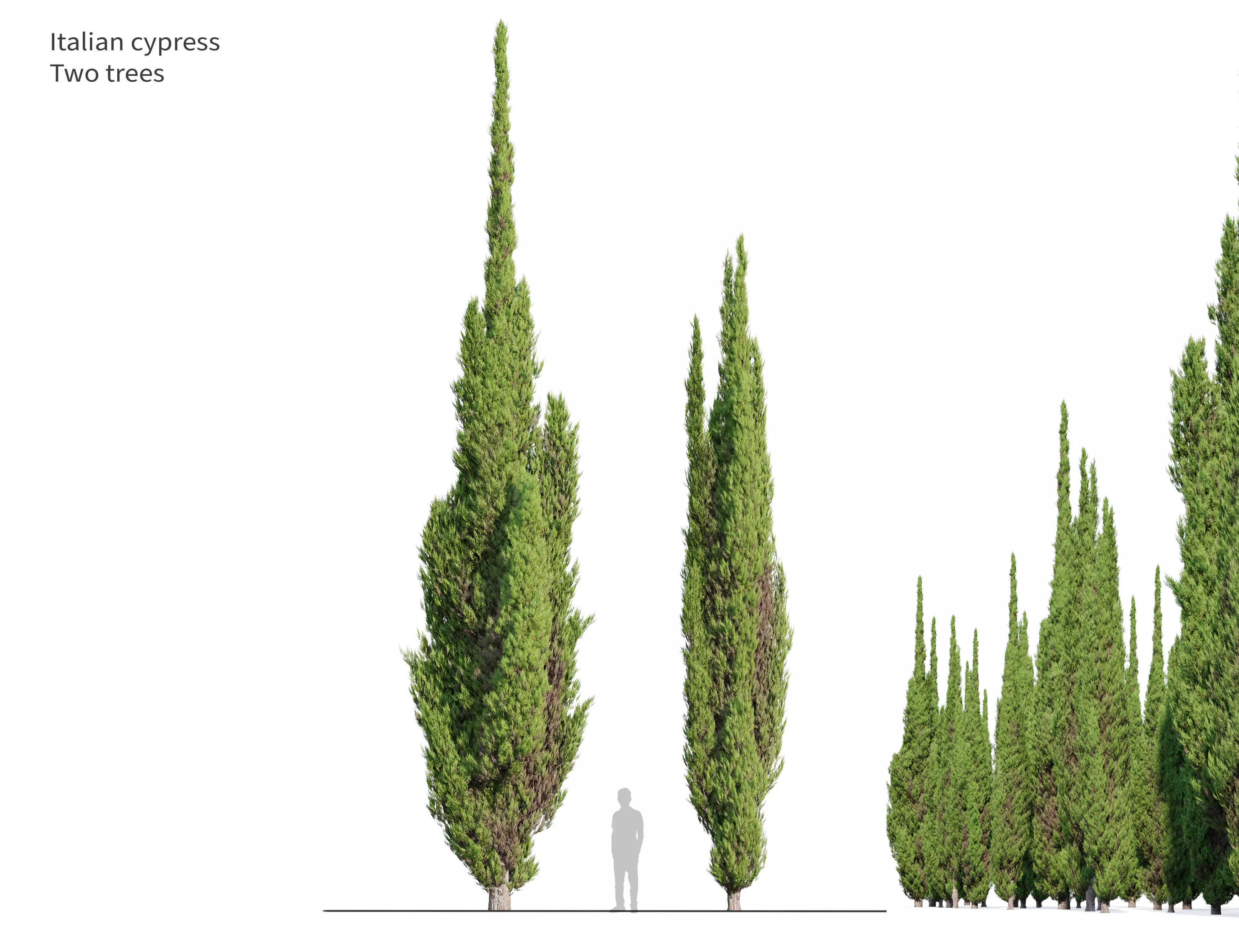 Italian Cypress 06 3D model_0